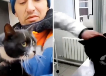 Rescatan a gato abandonado entre basura y trabajador termina adoptándolo