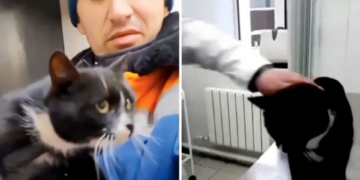 Rescatan a gato abandonado entre basura y trabajador termina adoptándolo