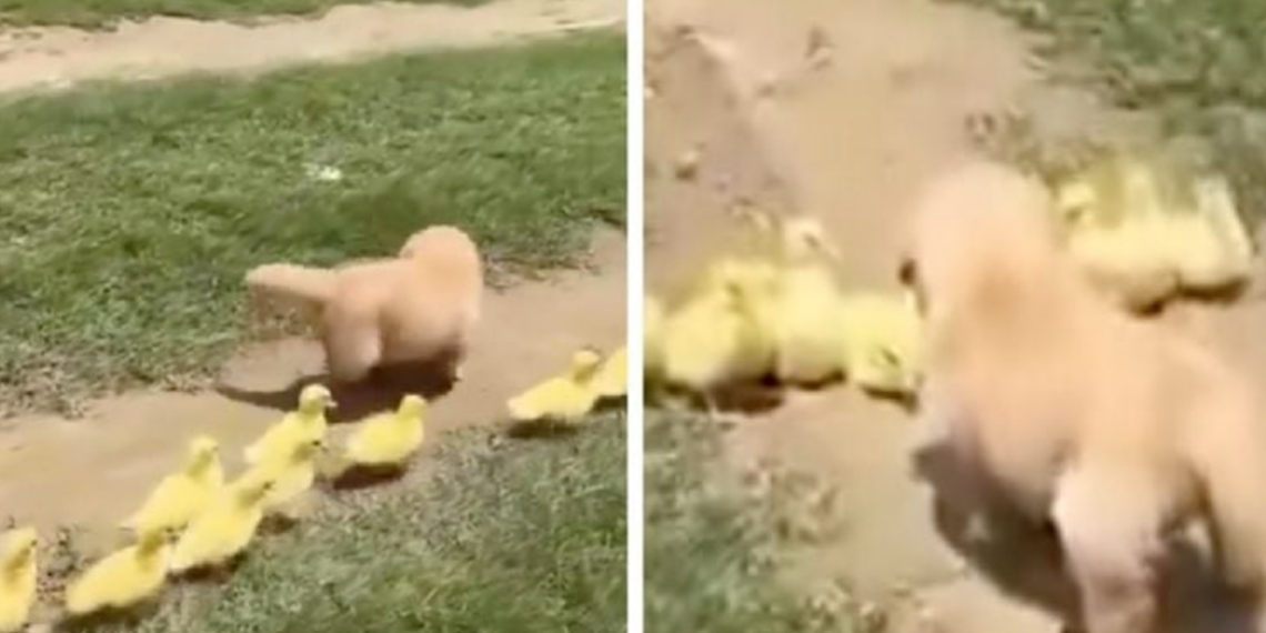 Cachorro golden retriever enternece redes al convertirse en guía de patitos huérfanos