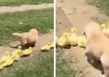 Cachorro golden retriever enternece redes al convertirse en guía de patitos huérfanos