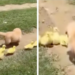Cachorro golden retriever enternece redes al convertirse en guía de patitos huérfanos