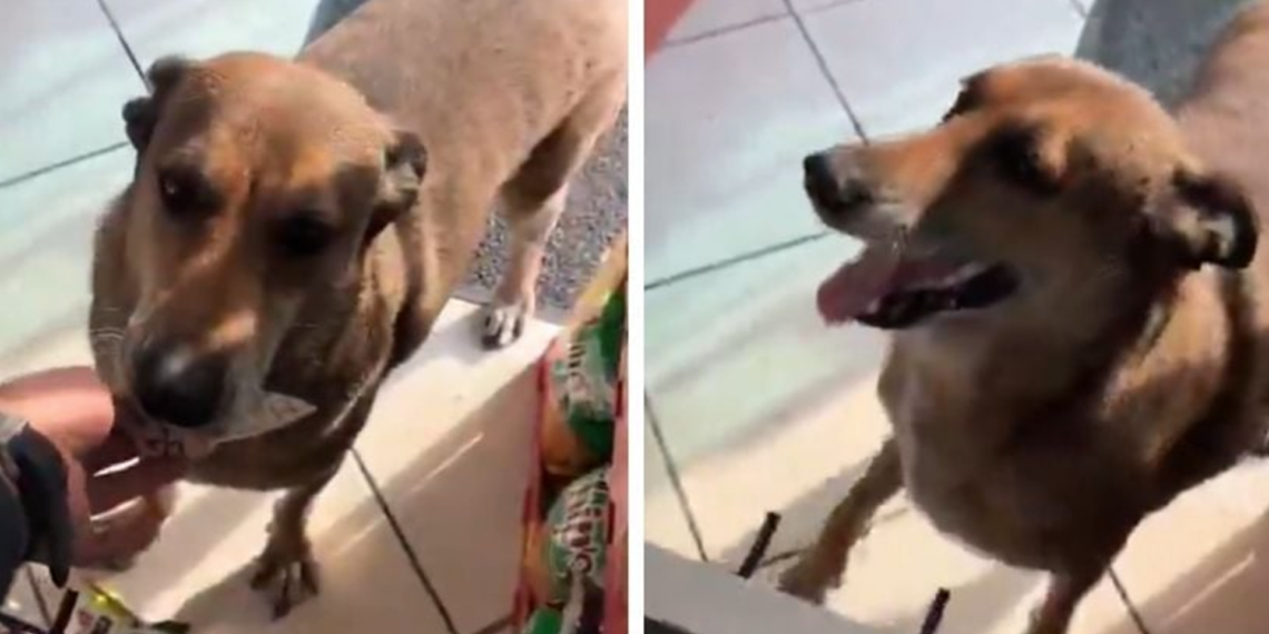 Perrito conquista redes tras entrar solo a tienda y comprar su comida