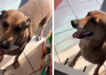 Perrito conquista redes tras entrar solo a tienda y comprar su comida