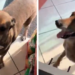 Perrito conquista redes tras entrar solo a tienda y comprar su comida