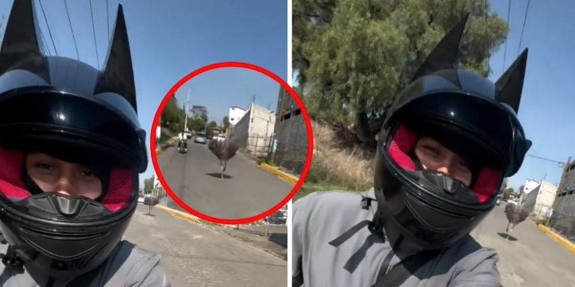 Avestruz escapa de rancho y persigue a motociclista; video se vuelve viral en redes