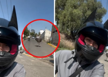 Avestruz escapa de rancho y persigue a motociclista; video se vuelve viral en redes