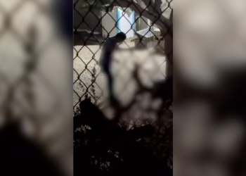 Detienen a hombre por presunto mal.trato animal en la colonia Felipe Ángeles