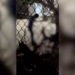 Detienen a hombre por presunto mal.trato animal en la colonia Felipe Ángeles