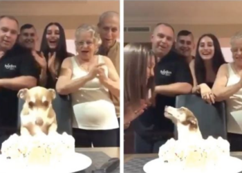 Perrito celebra su cumpleaños y enternece a miles en redes sociales