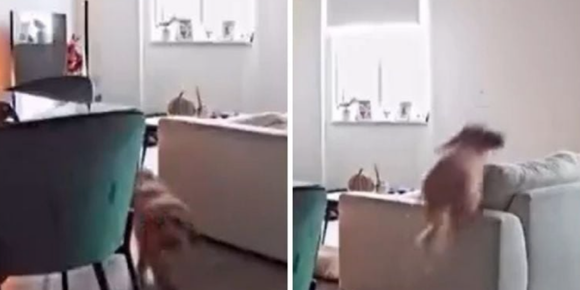 Perro sorprende en redes con increíble salto captado por cámara de seguridad
