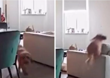 Perro sorprende en redes con increíble salto captado por cámara de seguridad