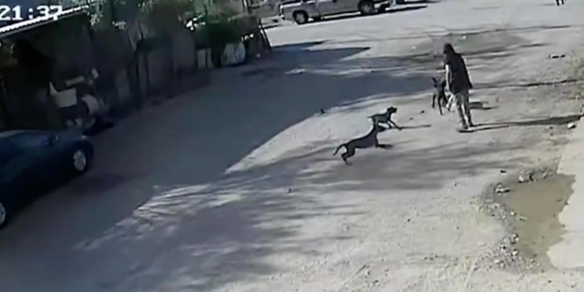 Vecinos de Ampliación Aeropuerto alertan por perros agresivos tras incidente con adulta mayor