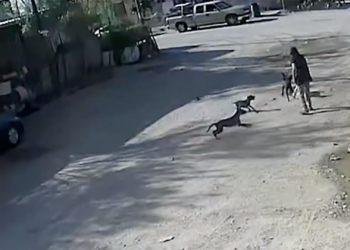 Vecinos de Ampliación Aeropuerto alertan por perros agresivos tras incidente con adulta mayor