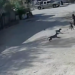 Vecinos de Ampliación Aeropuerto alertan por perros agresivos tras incidente con adulta mayor