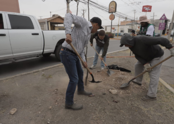 Realizan jornada de reforestación en avenida Hermanos Escobar para mejorar el entorno urbano