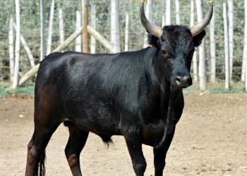 Jinete muere tras caer y ser pisoteado por un toro en rodeo en Brasil