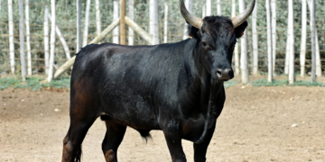 Jinete muere tras caer y ser pisoteado por un toro en rodeo en Brasil