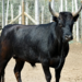 Jinete muere tras caer y ser pisoteado por un toro en rodeo en Brasil