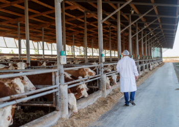 Veterinarian checking cows at cow farm.