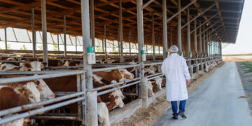 Veterinarian checking cows at cow farm.