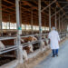 Veterinarian checking cows at cow farm.