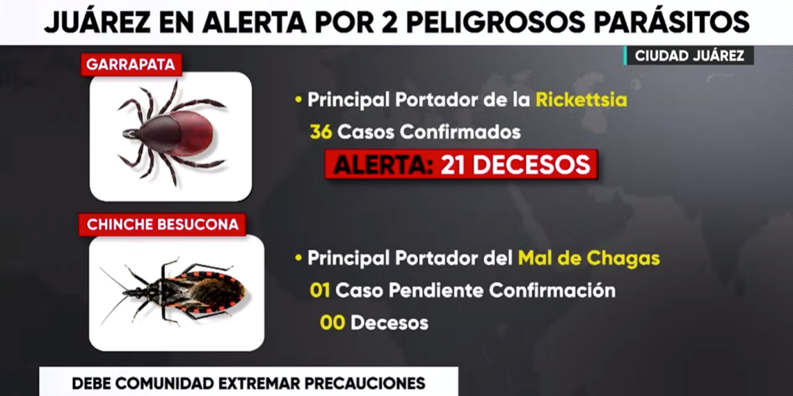 Alerta por garrapatas y chinches besuconas; refuerzan acciones preventivas en Juárez