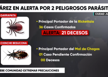Alerta por garrapatas y chinches besuconas; refuerzan acciones preventivas en Juárez