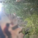 Adolescente resulta lesionado tras ata.que de perro en Portal del Roble
