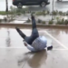Reportero cae en plena transmisión mientras advertía sobre los riesgos de la lluvia y se vuelve viral