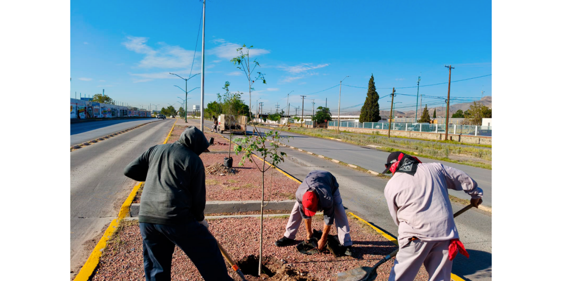 Reforestan con 50 fresnos el camellón central del eje vial Juan Gabriel