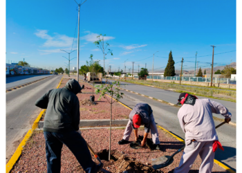 Reforestan con 50 fresnos el camellón central del eje vial Juan Gabriel