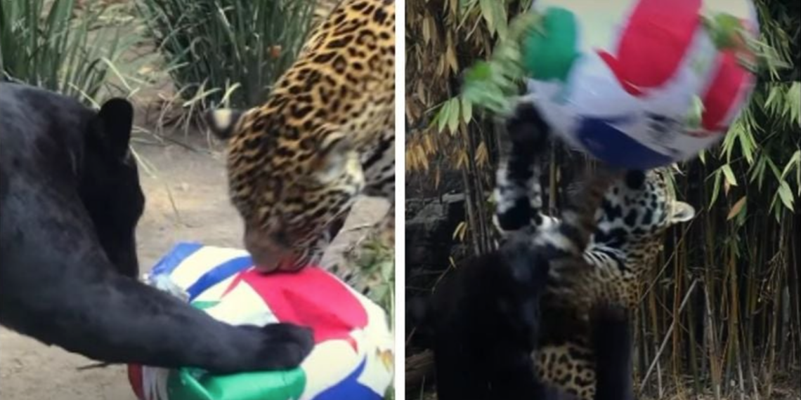 Jaguares sorprenden al jugar con balón en centro de conservación