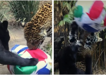 Jaguares sorprenden al jugar con balón en centro de conservación