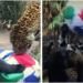 Jaguares sorprenden al jugar con balón en centro de conservación