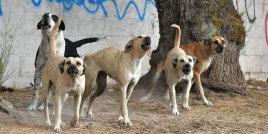 Jauría invade zoológico y mata a seis animales en Mérida