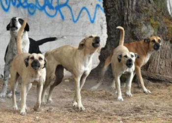 Jauría invade zoológico y mata a seis animales en Mérida