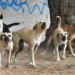 Jauría invade zoológico y mata a seis animales en Mérida