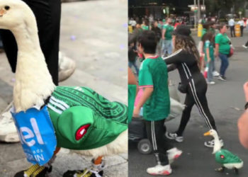 Pato "Merlín" conquista las redes durante los festejos de México