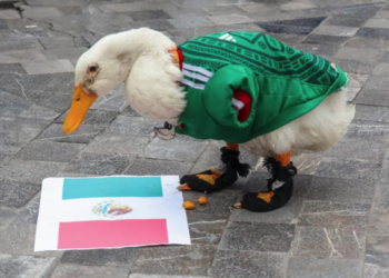 Sheinbaum invita al pato Merlín a Palacio Nacional tras convertirse en fenómeno viral de la fiesta futbolera