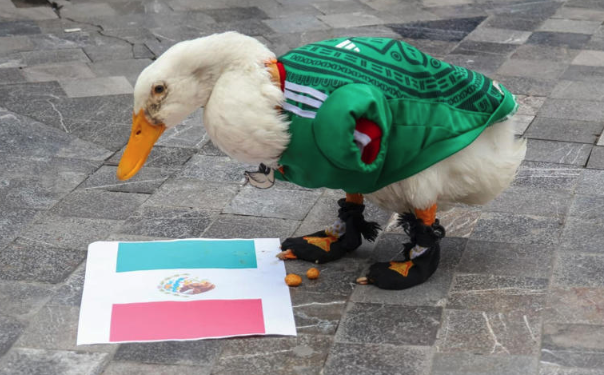 Sheinbaum invita al pato Merlín a Palacio Nacional tras convertirse en fenómeno viral de la fiesta futbolera