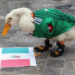 Sheinbaum invita al pato Merlín a Palacio Nacional tras convertirse en fenómeno viral de la fiesta futbolera