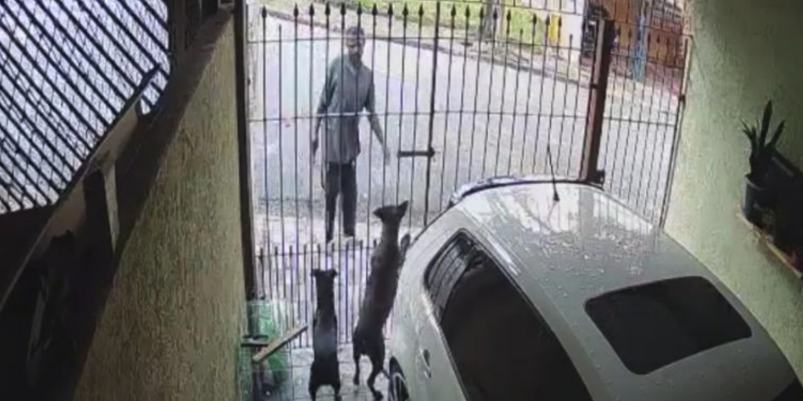 Pitbull frustra intento de robo y muerde a presunto ladrón; todo quedó grabado en video
