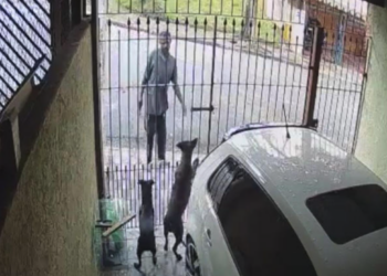 Pitbull frustra intento de robo y muerde a presunto ladrón; todo quedó grabado en video
