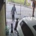 Pitbull frustra intento de robo y muerde a presunto ladrón; todo quedó grabado en video