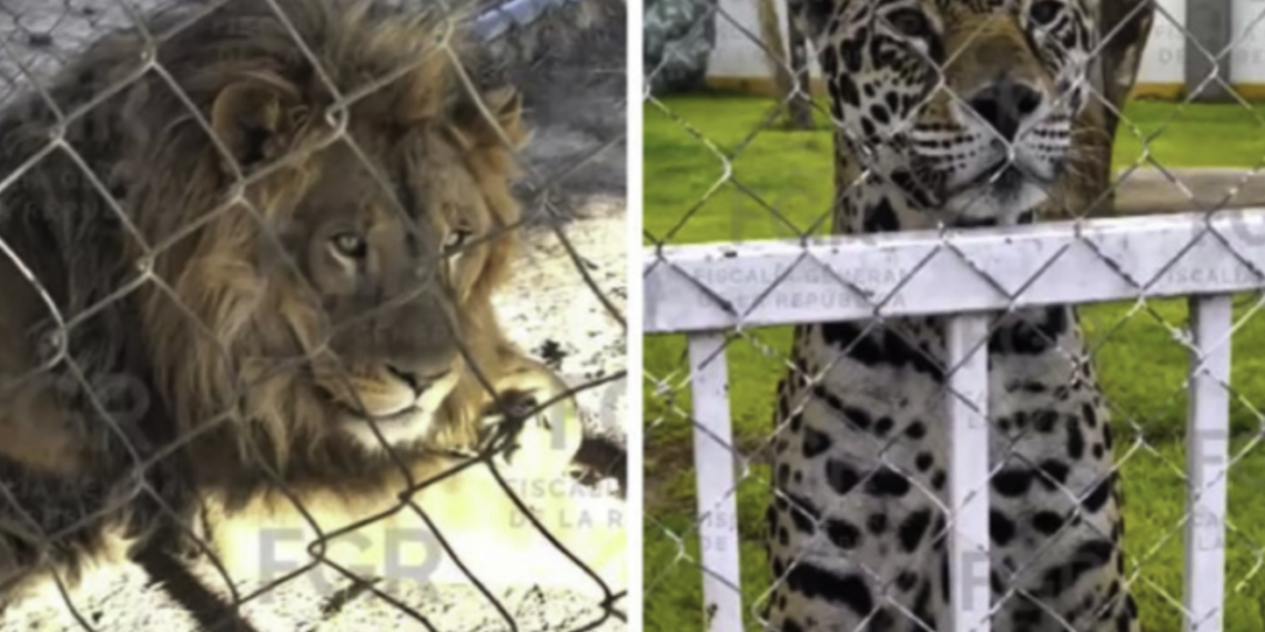 Cateo de la FGR destapa predio con fauna exótica, vehículos robados y mercancía ilegal en San Luis Potosí