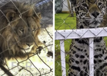 Cateo de la FGR destapa predio con fauna exótica, vehículos robados y mercancía ilegal en San Luis Potosí