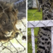 Cateo de la FGR destapa predio con fauna exótica, vehículos robados y mercancía ilegal en San Luis Potosí
