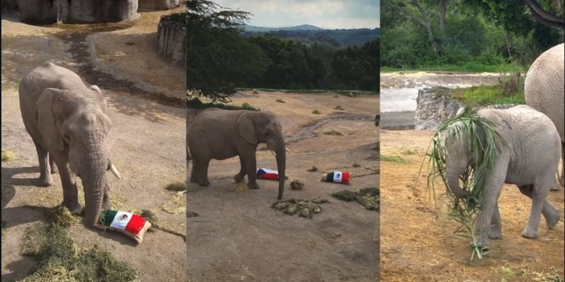 Elefantes de Africam Safari vuelven a elegir a México como ganador y generan expectativa entre aficionados