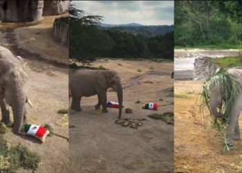 Elefantes de Africam Safari vuelven a elegir a México como ganador y generan expectativa entre aficionados