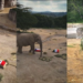 Elefantes de Africam Safari vuelven a elegir a México como ganador y generan expectativa entre aficionados